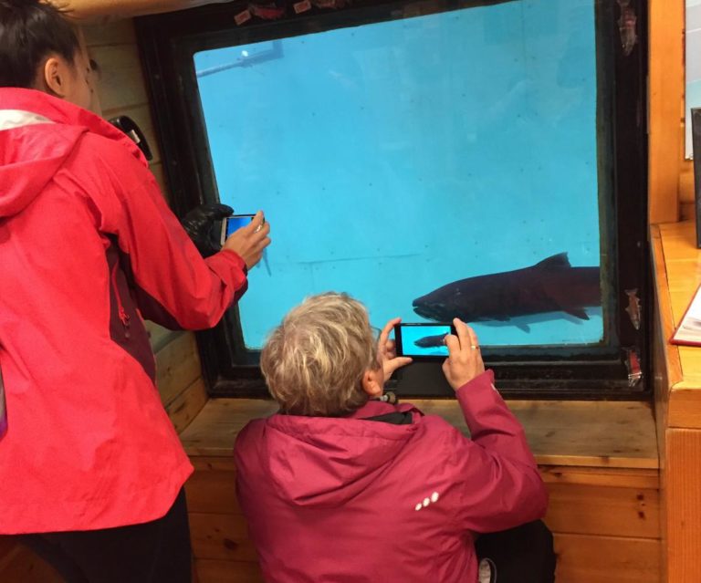 Fish Ladder Salmon Whitehorse Tours