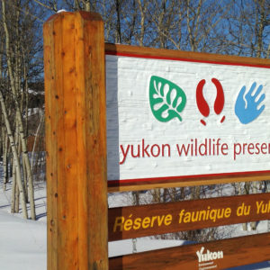 YWP, preserve, wildlife