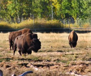 YWP, Bison, Buffalo