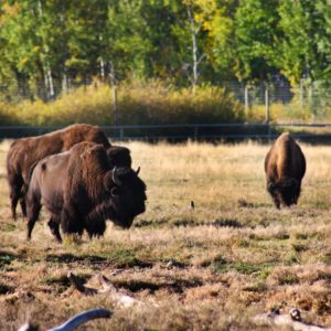 YWP, Bison, Buffalo