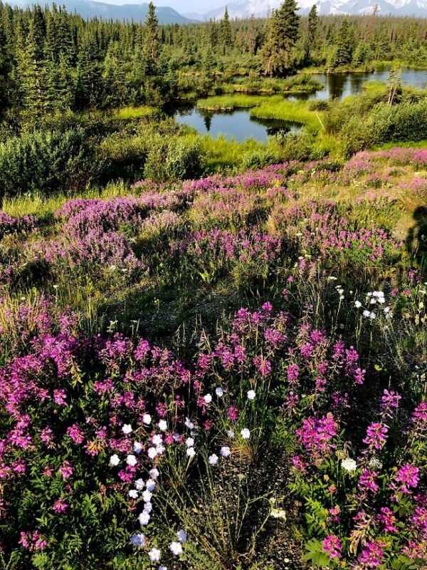 #1 Kluane National Park– Light Explorer