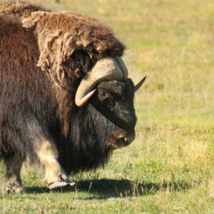 #20 Yukon Wildlife Preserve – Relaxed Explorer