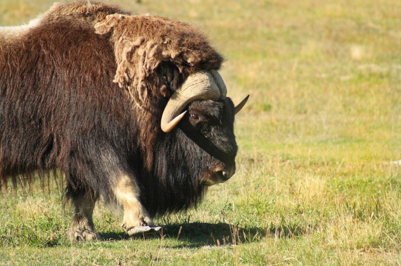 #20 Yukon Wildlife Preserve – Relaxed Explorer