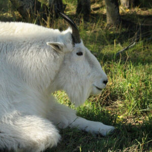 # 9 Yukon Wildlife Preserve – Light Active Explorer