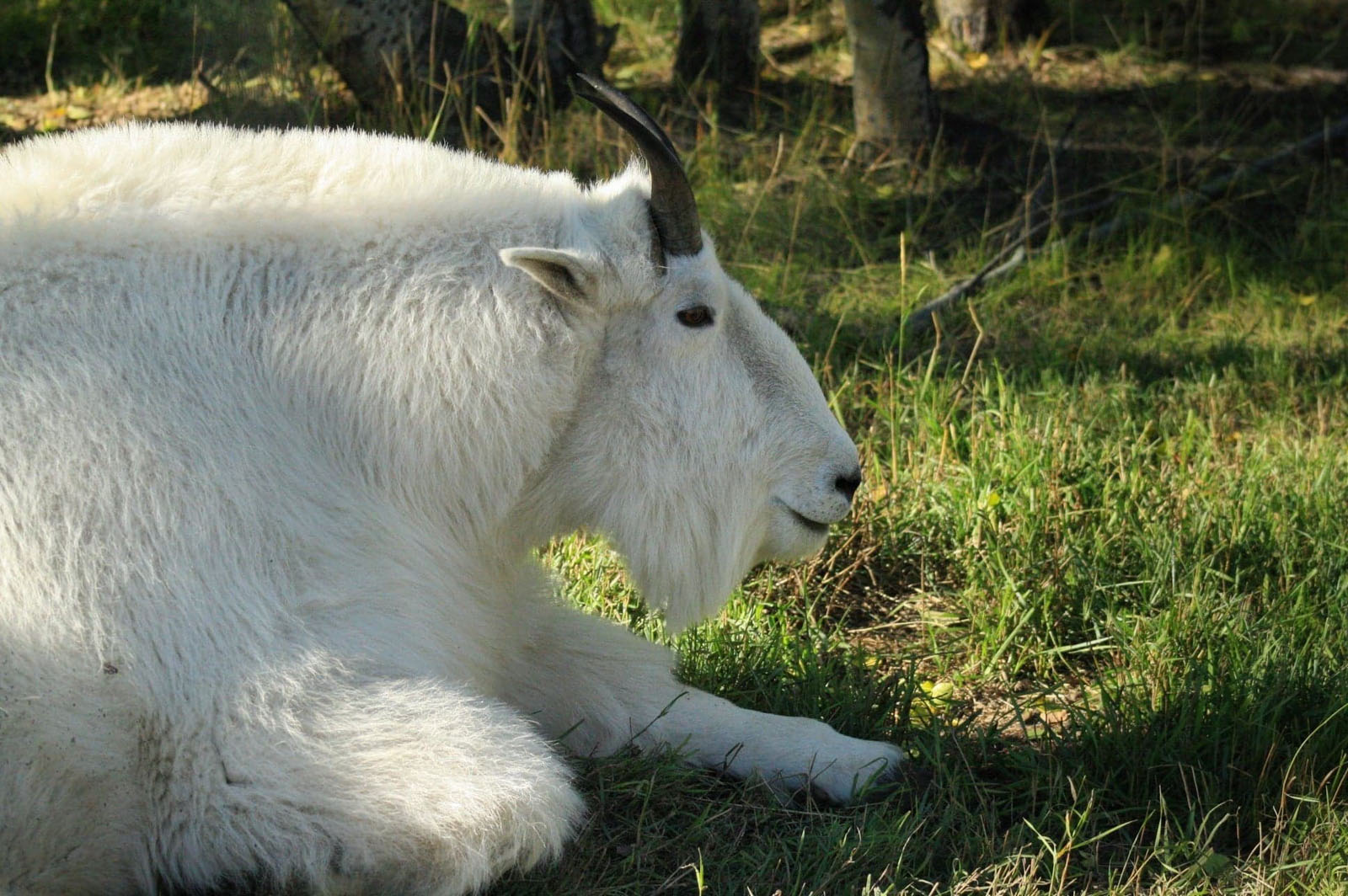 # 9 Yukon Wildlife Preserve – Light Active Explorer